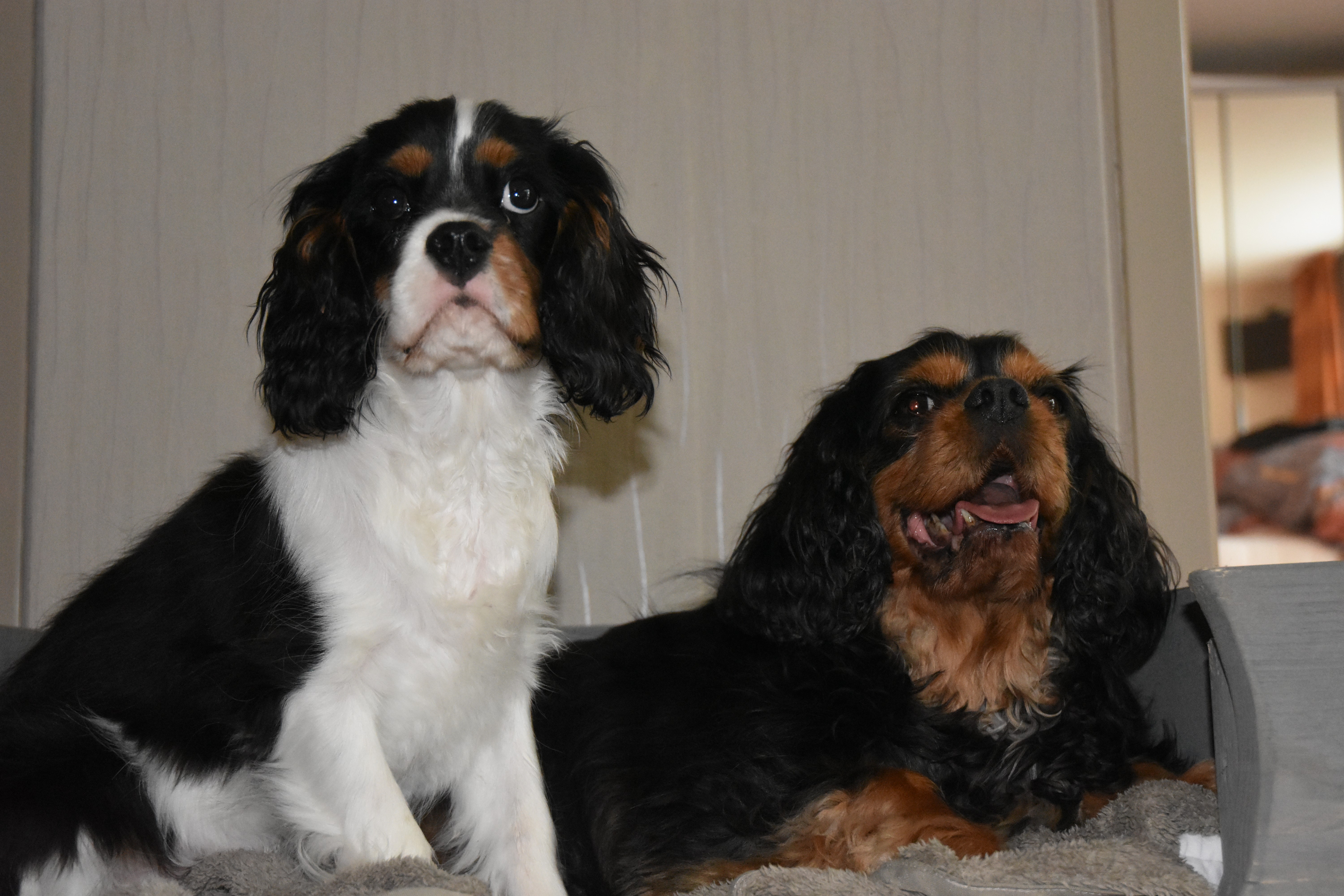 Bodhi en Stitch twee cavalier king charles spaniel honden die hulphond zijn