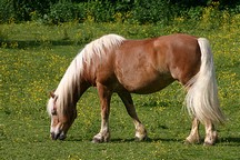 Het paard van Linda