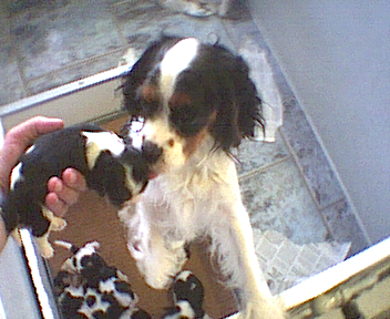 Foto Amor als pup van 6 weken met mama Ismonde