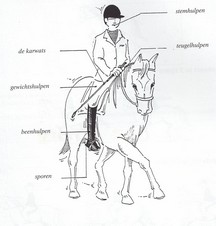 Verschillende hulpen voor bij het paardrijden